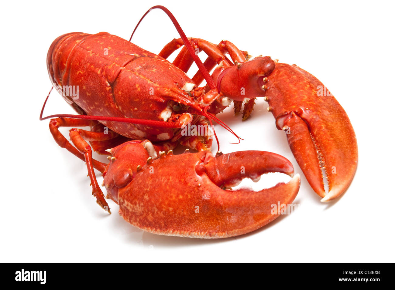 Gemeinsamen europäischen Hummer isoliert auf einem weißen Studio-Hintergrund gekocht. Stockfoto