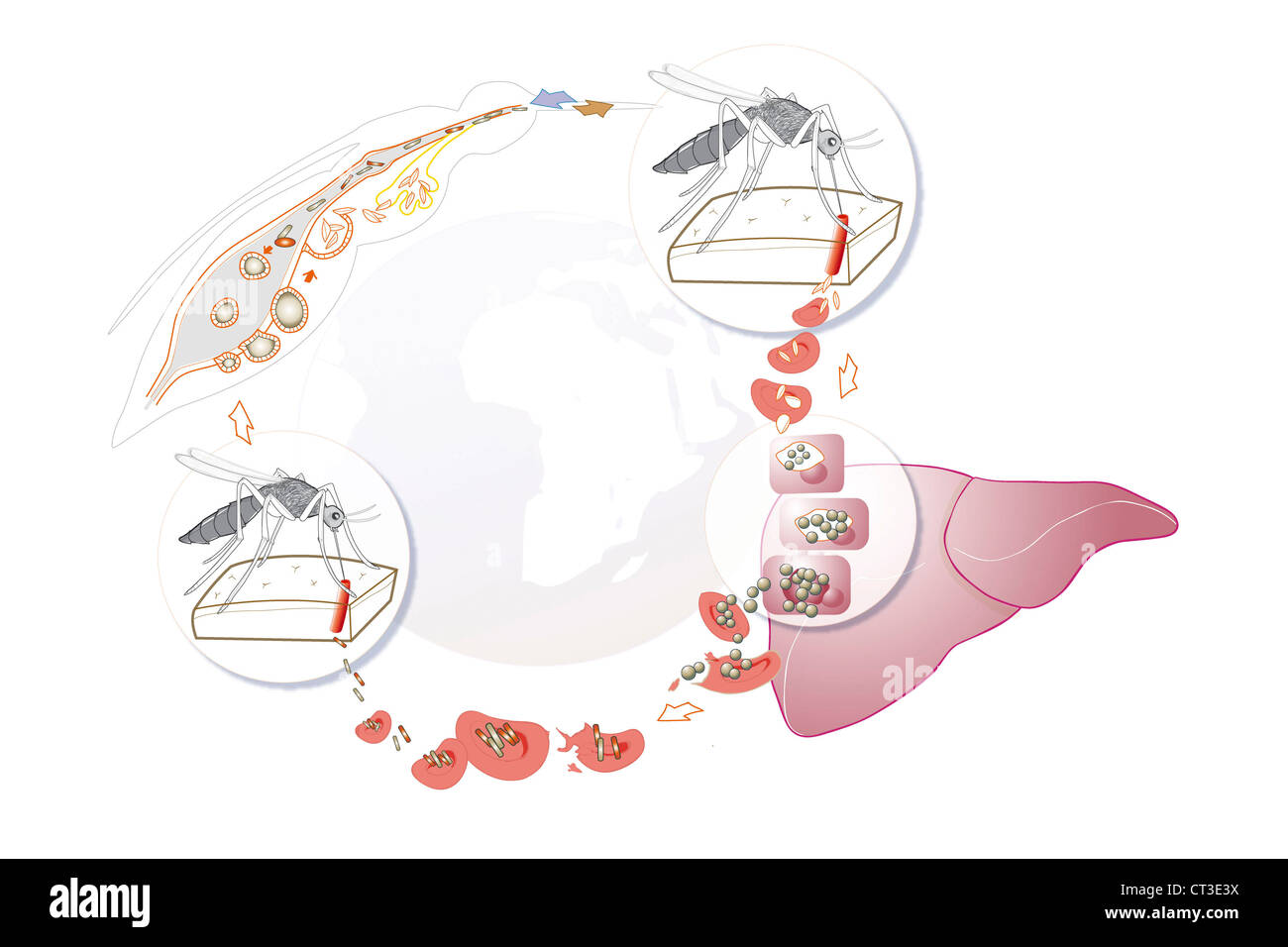 MALARIA, ILLUSTRATION Stockfoto