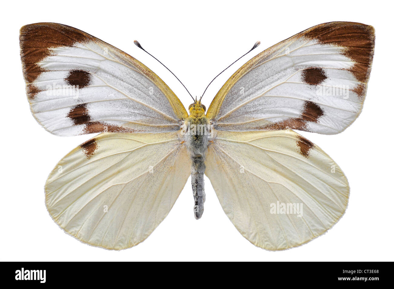 Großer weißer Schmetterling, auch genannt Kohl Schmetterling oder Kohlweißling (Pieris Brassicae), isoliert auf weißem Hintergrund Stockfoto
