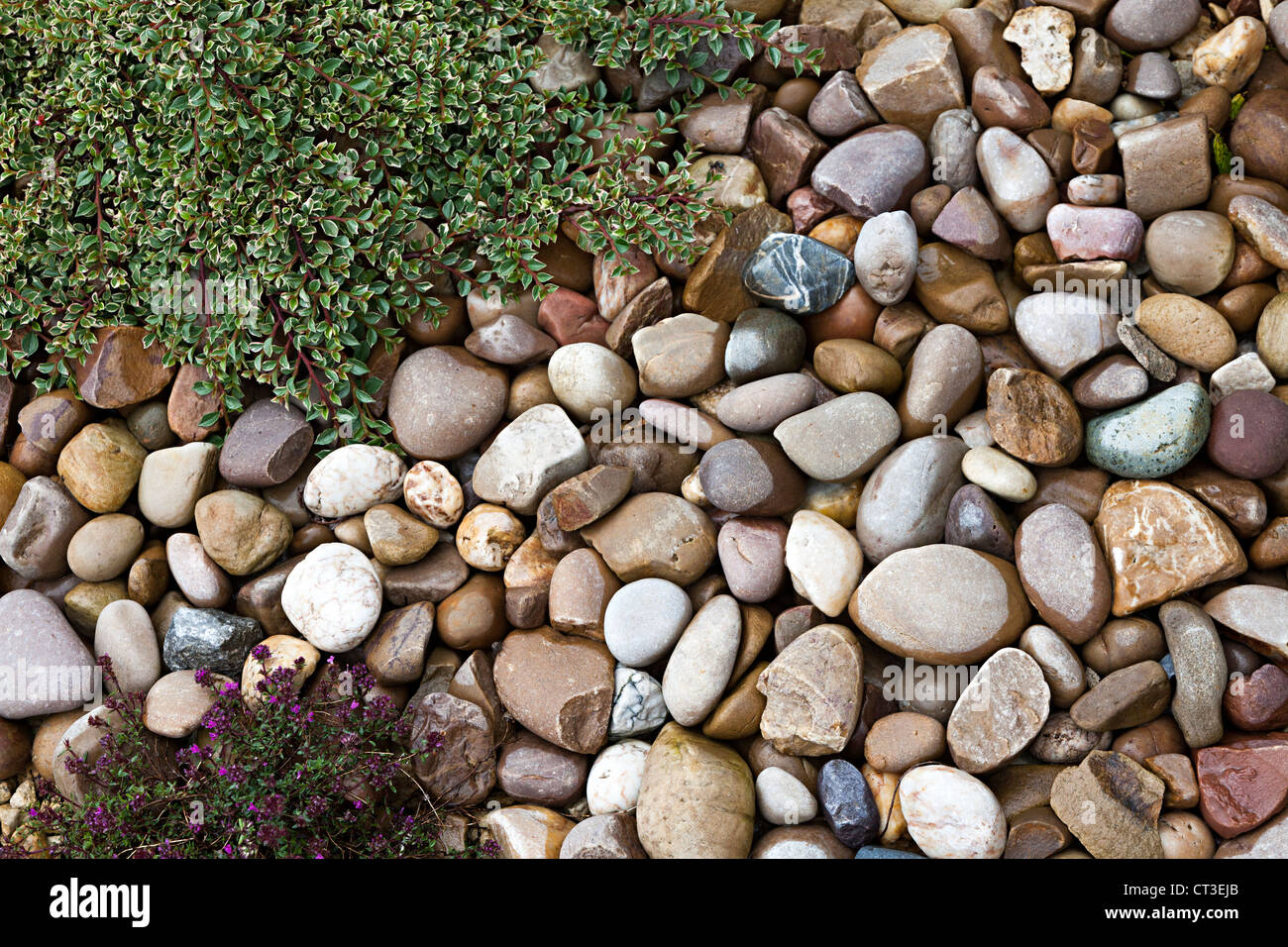Kieselsteine In Meinem Garten Stockfotos und bilder Kaufen Alamy