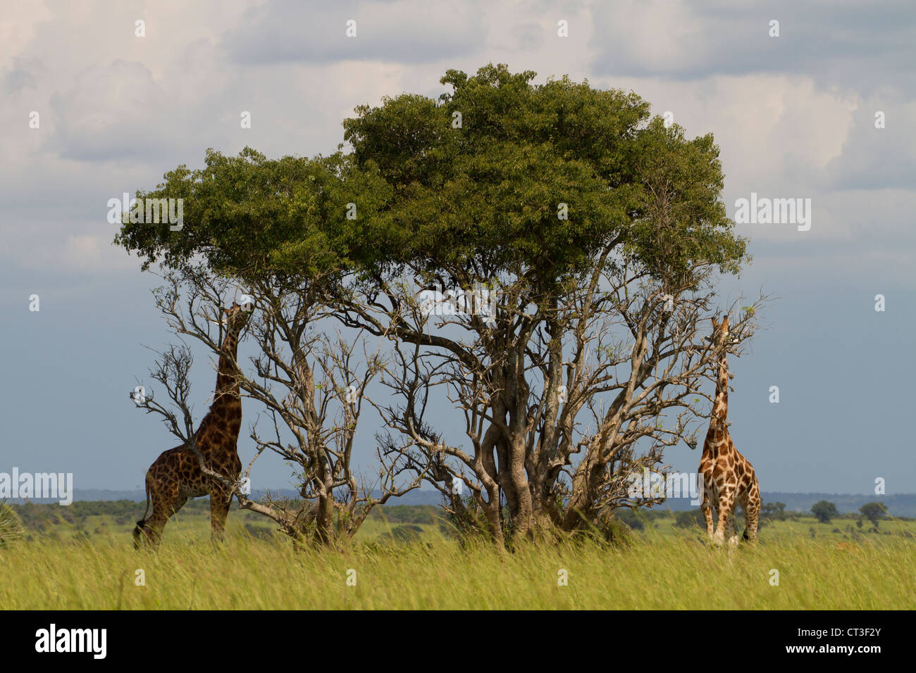 Rothschild Giraffen (Giraffa Plancius Rothschildi), Murchison Falls National Park, Uganda Stockfoto
