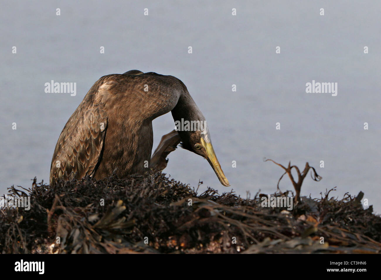 DOPPELTE CRESTED KORMORAN Stockfoto