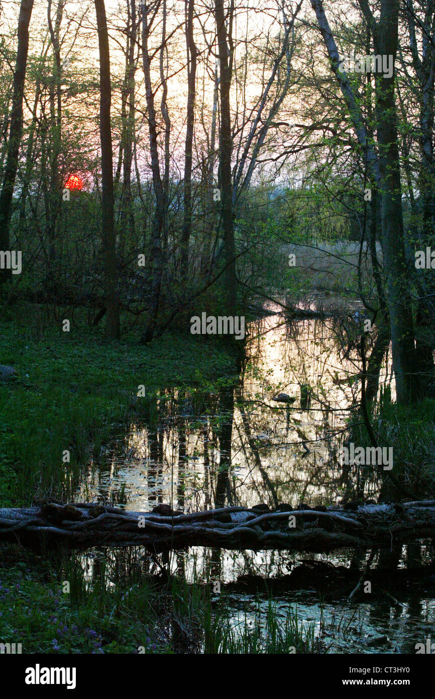 Marsh im Abendlicht Stockfoto