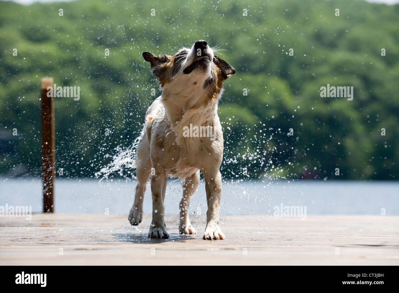 Hund schüttelt Wasser Fell am dock Stockfoto