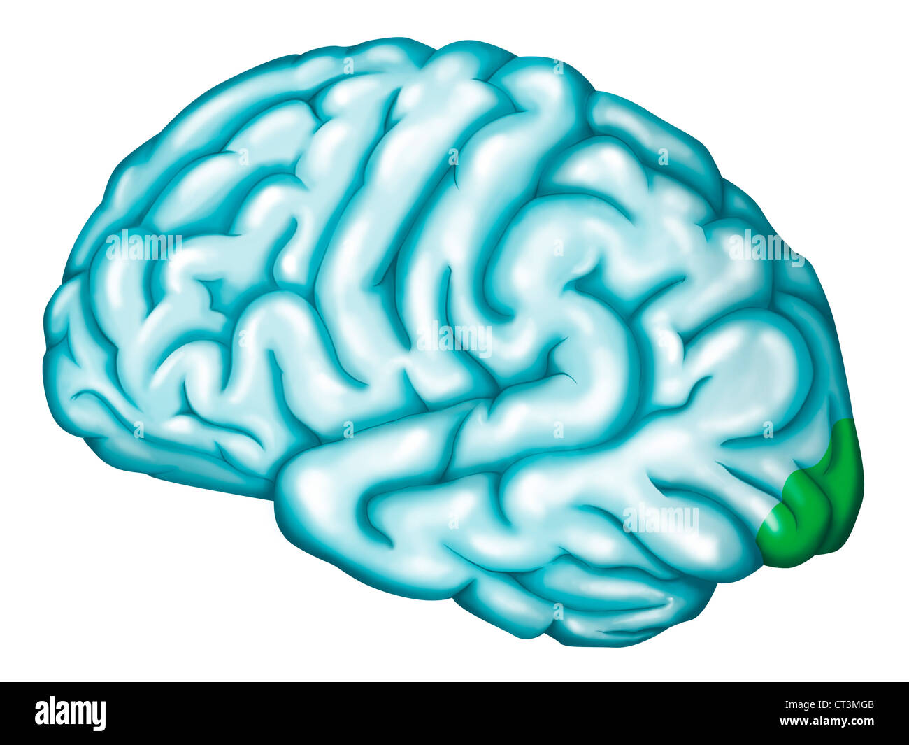 Cerebral Cortex Areas Stockfotos und -bilder Kaufen - Alamy