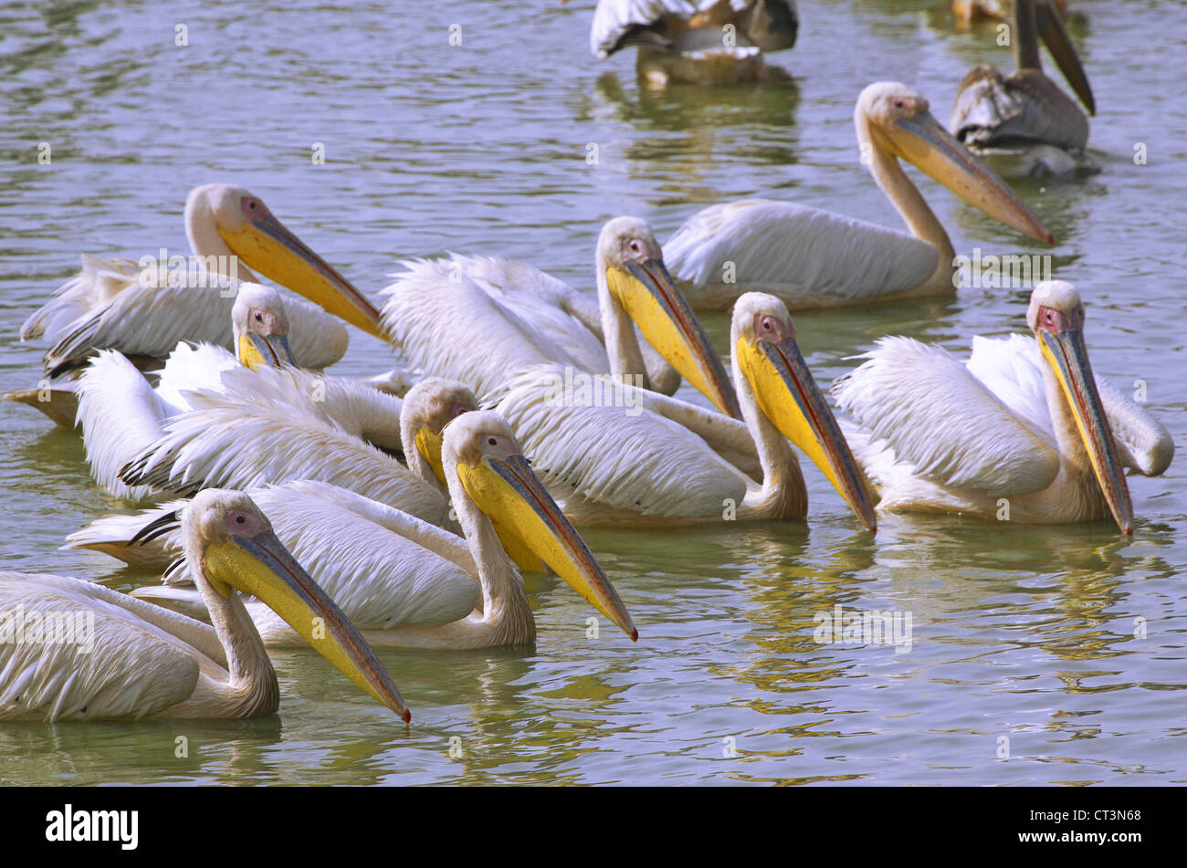 PELIKAN Stockfoto