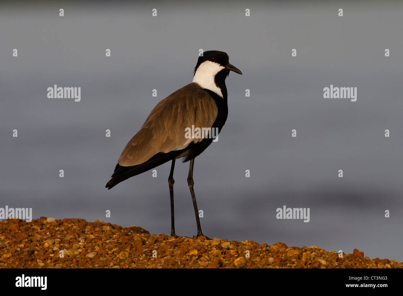 Sporn-Winged Plover (Vanellus Spinosus), Murchison Falls National Park, Uganda Stockfoto