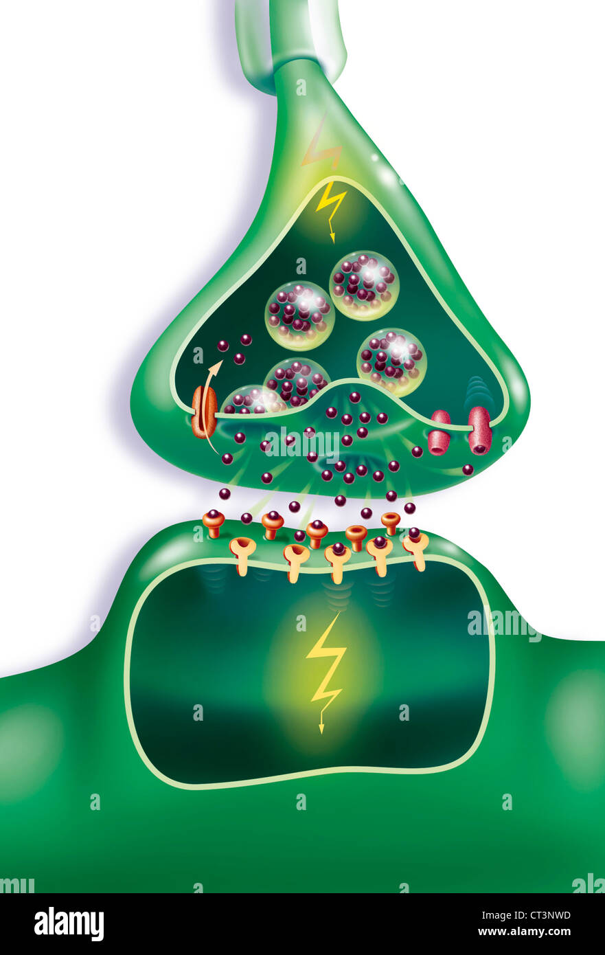 SEROTONIN SYNAPSE Stockfoto