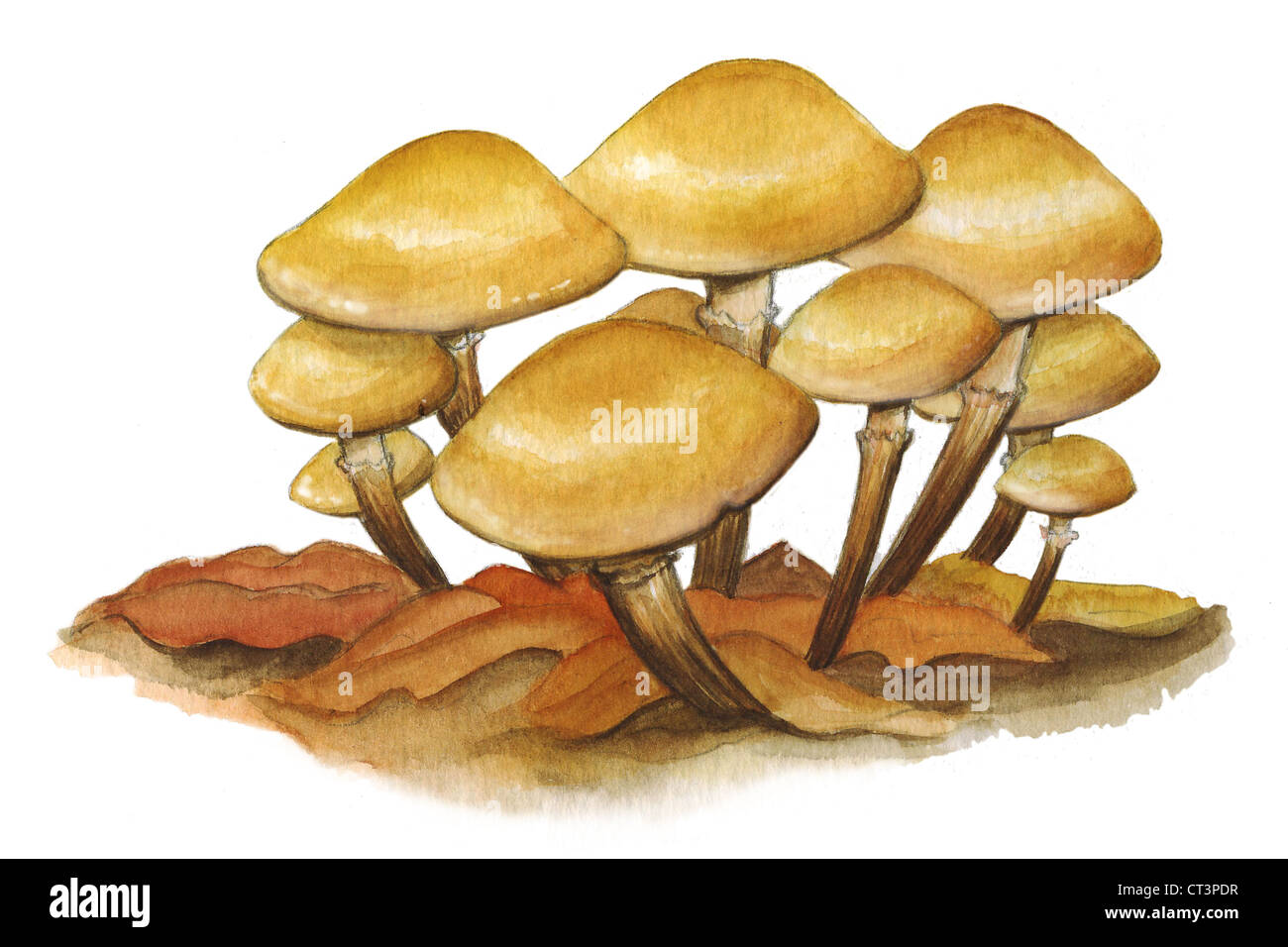 ZWEIFARBIGE PHOLIOTA Stockfoto