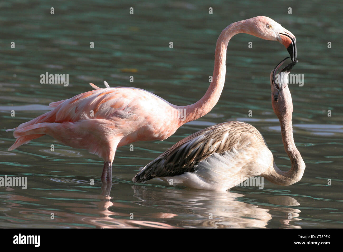 ROSA FLAMINGO Stockfoto