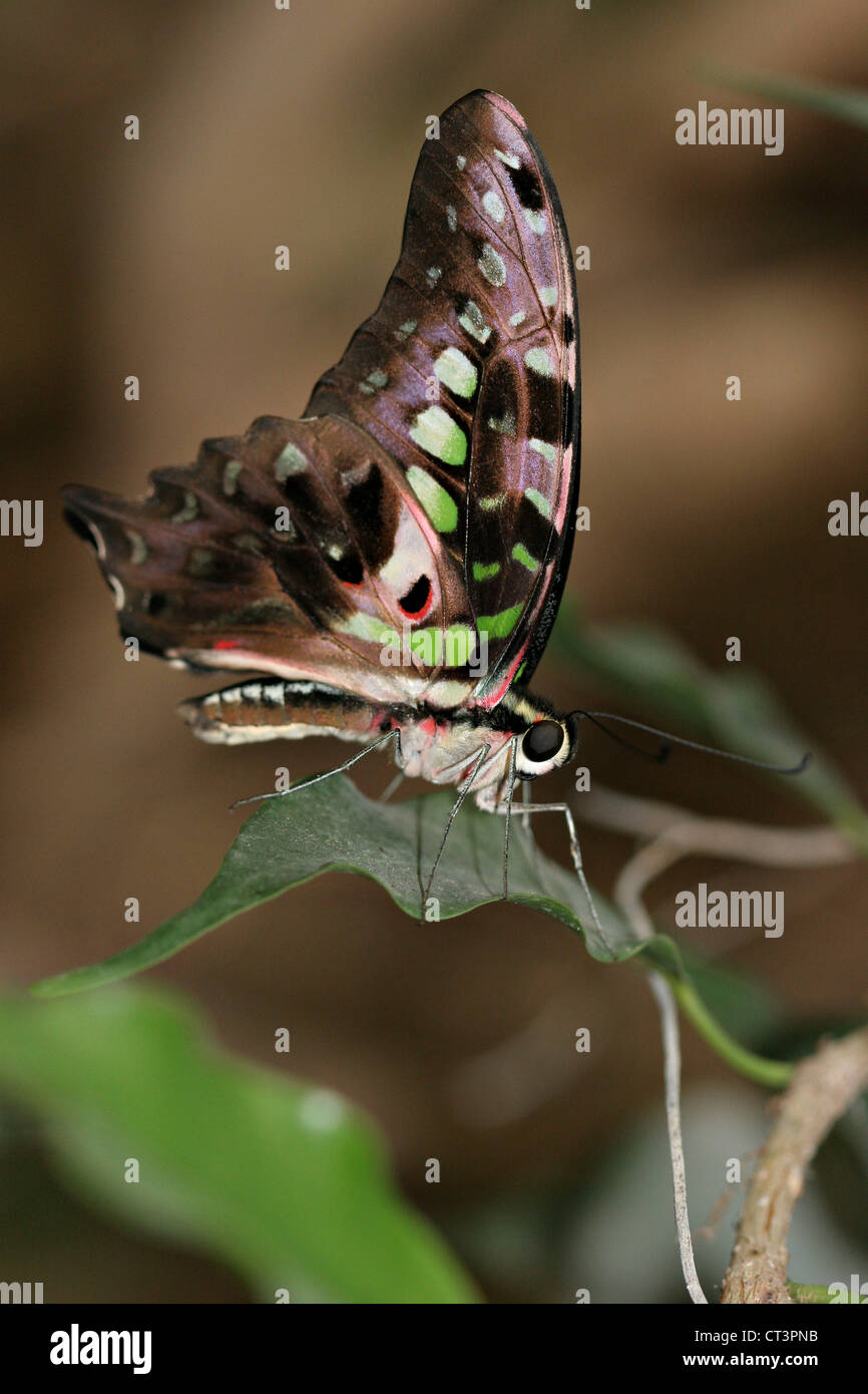 TAILED JAY Stockfoto