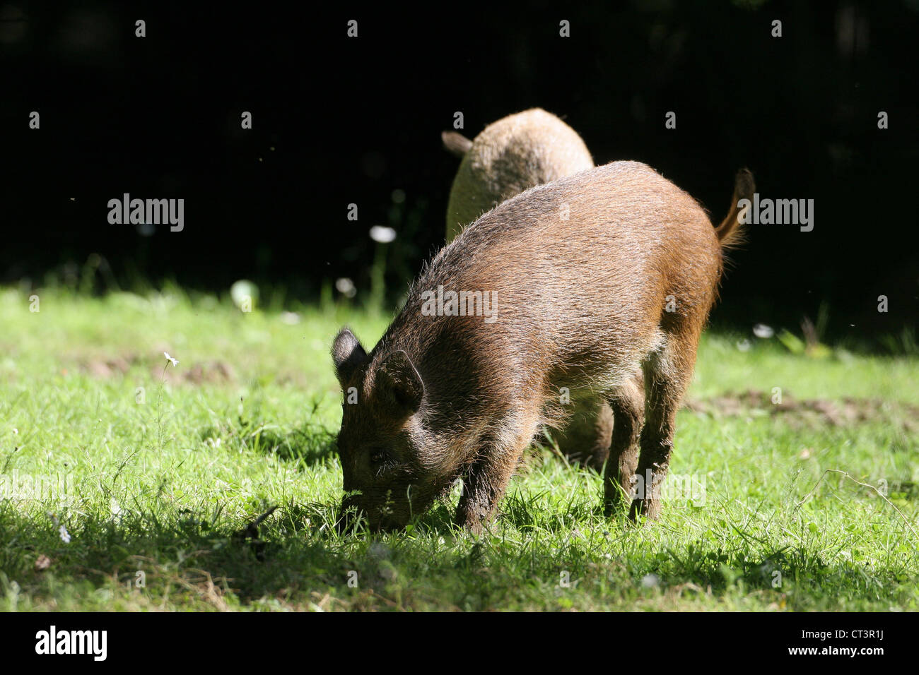 WILDSCHWEIN Stockfoto