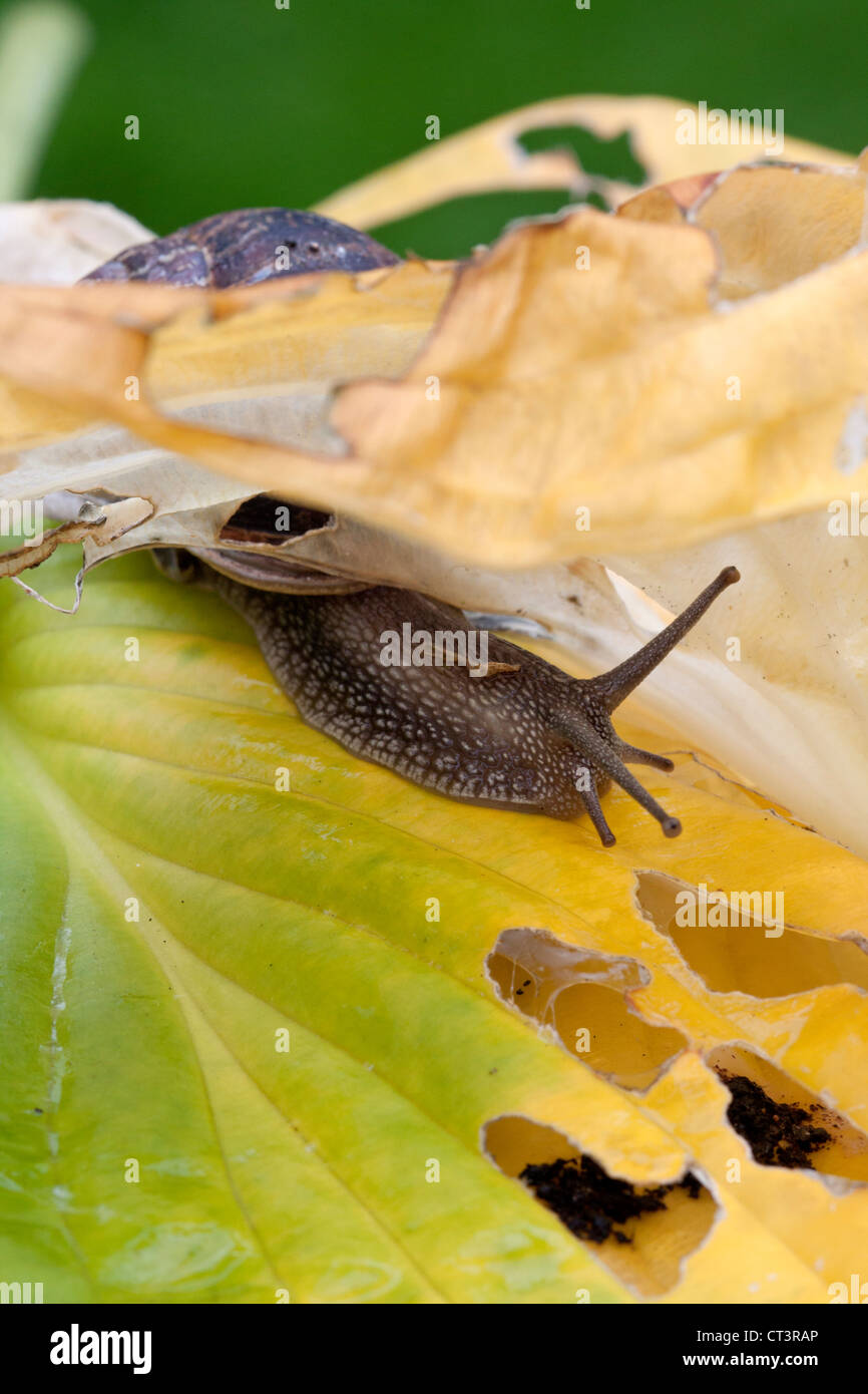 Gemeinsamer Garten Schnecke (Cornu Aspersum), auf bunten Hosta Blätter (Hochformat) Stockfoto