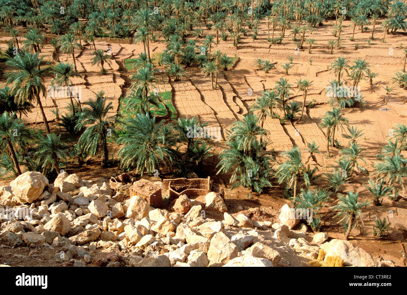 PALM GROVE Stockfoto