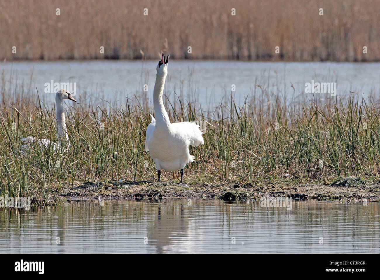 HÖCKERSCHWAN Stockfoto