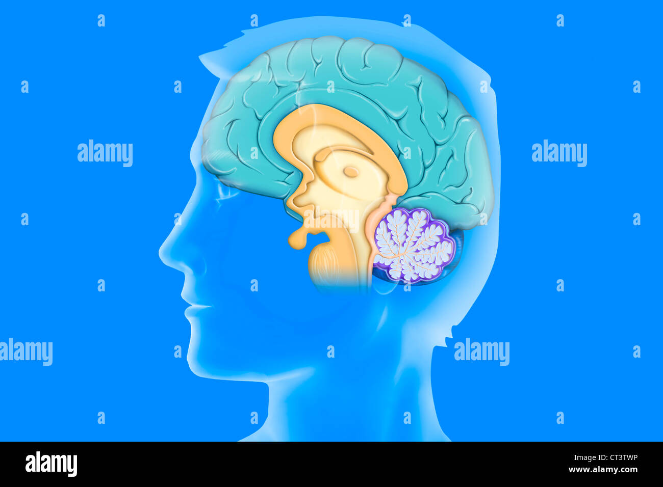 GEHIRN, ZEICHNUNG Stockfoto