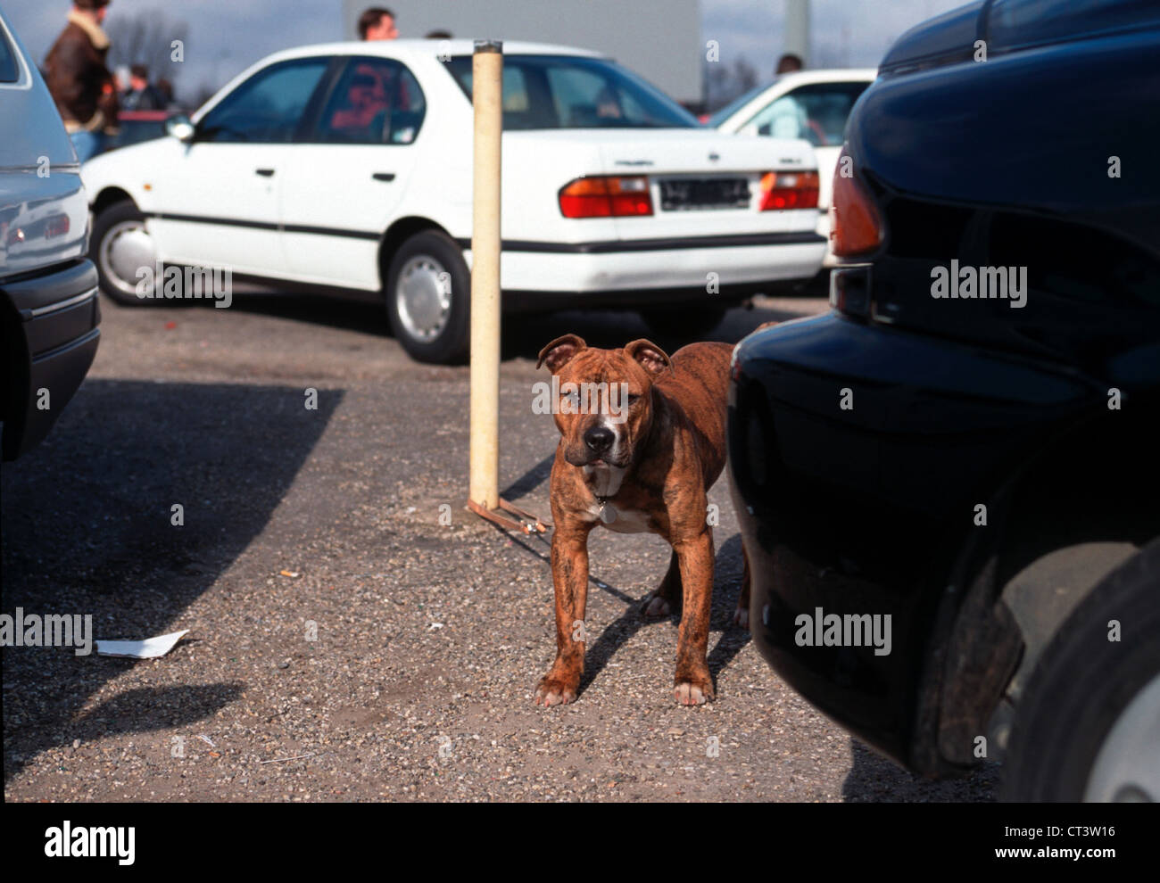 Kampfhund, Privat-Pkw-Markt in Essen-Bergeborbeck Stockfoto