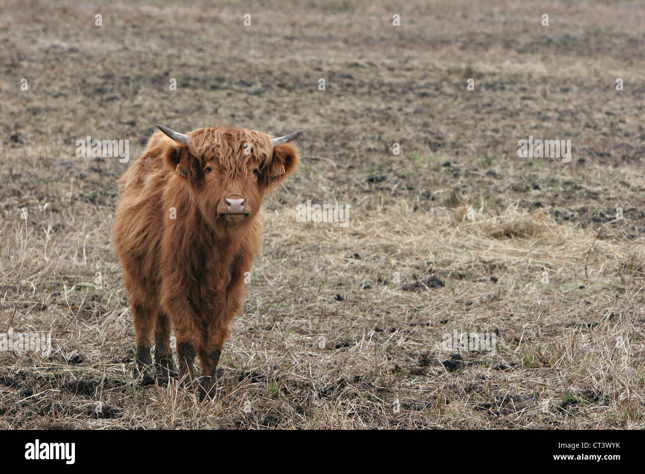 HOCHLANDRINDER Stockfoto