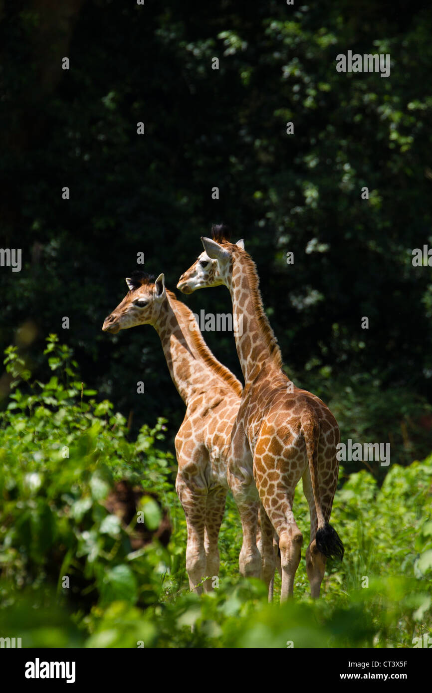Zwei junge Rothschild Giraffe (Giraffa Plancius Rothschildi), Murchison Falls National Park, Uganda Stockfoto