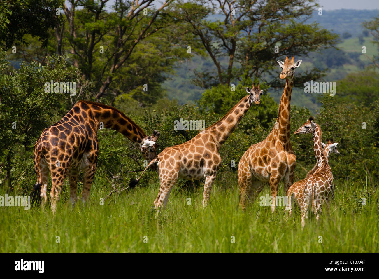 Rothschild Giraffen (Giraffa Plancius Rothschildi), Murchison Falls National Park, Uganda Stockfoto