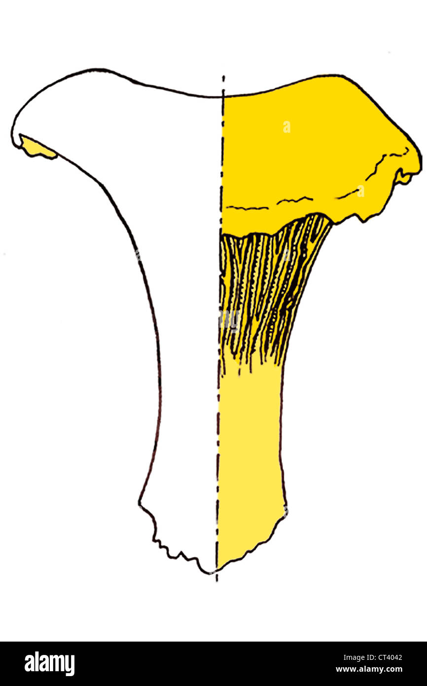 PILZ, ANATOMIE, ZEICHNUNG Stockfoto