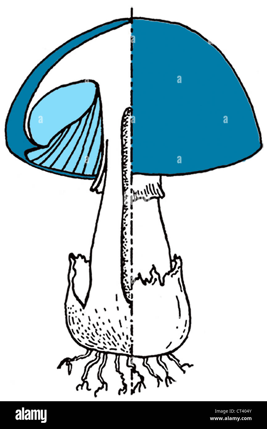 PILZ, ANATOMIE, ZEICHNUNG Stockfoto