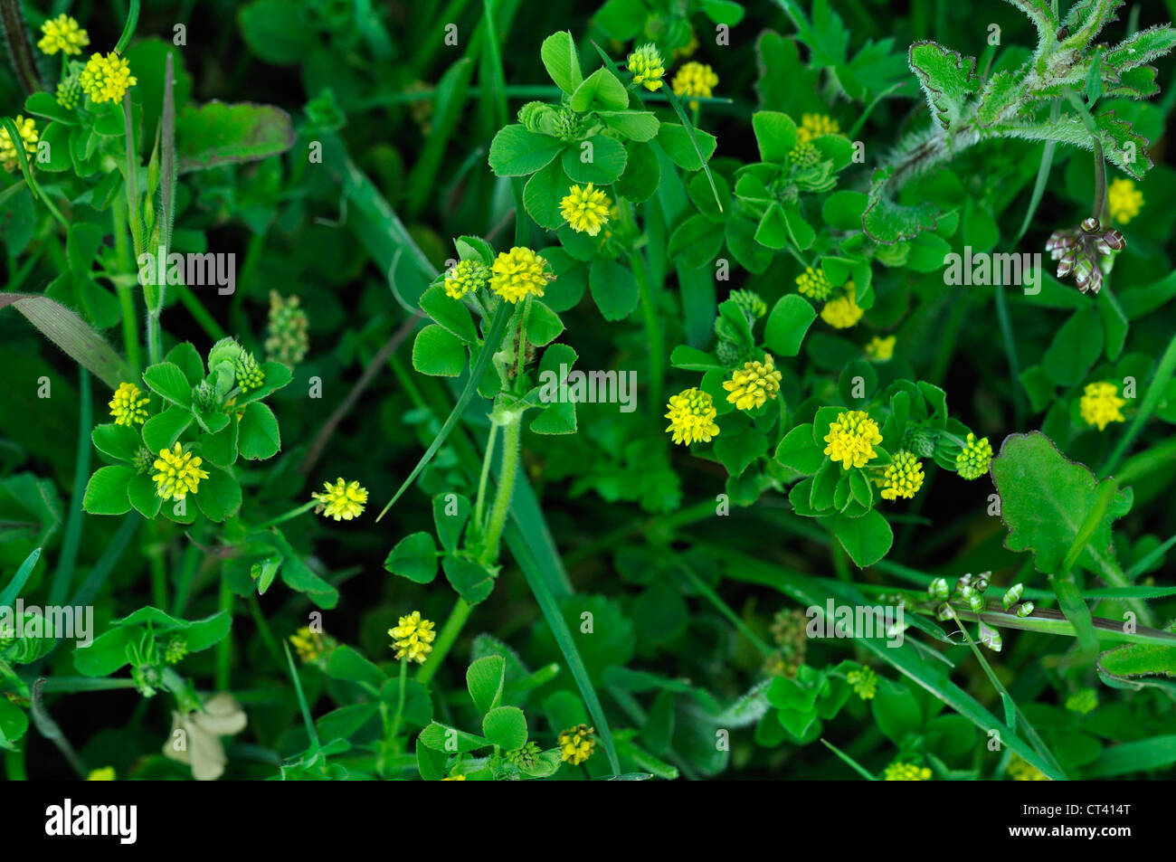 Black Medick Medicago lupuline Stockfoto