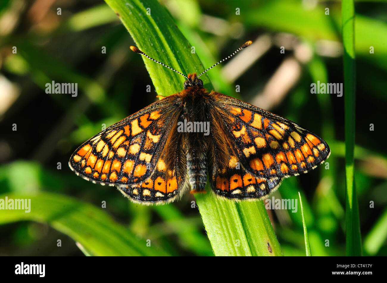 Der schöne Marsh Fritillary Schmetterling in Ruhe auf ein Rohr UK Stockfoto