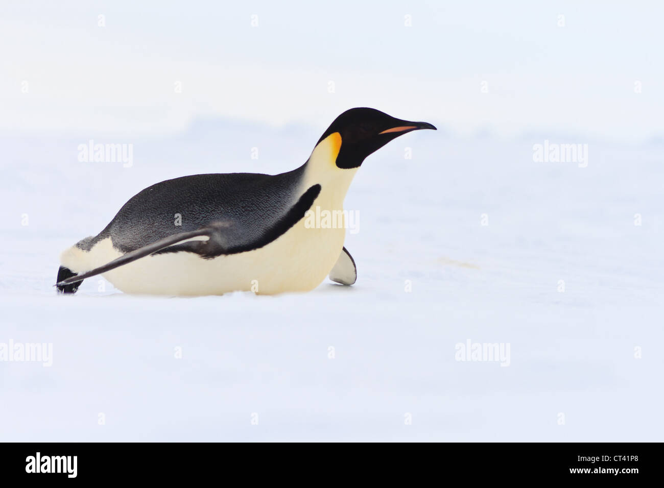 Kaiser-Pinguin auf dem Bauch Rutschen Stockfotografie - Alamy