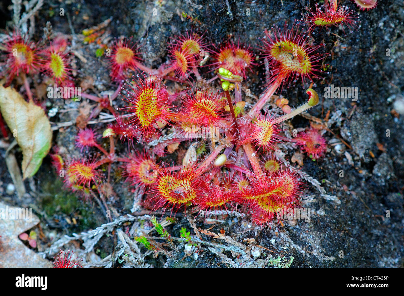 Der schöne Runde-leaved Sonnentau, eine insektenfressende Pflanze UK Stockfoto