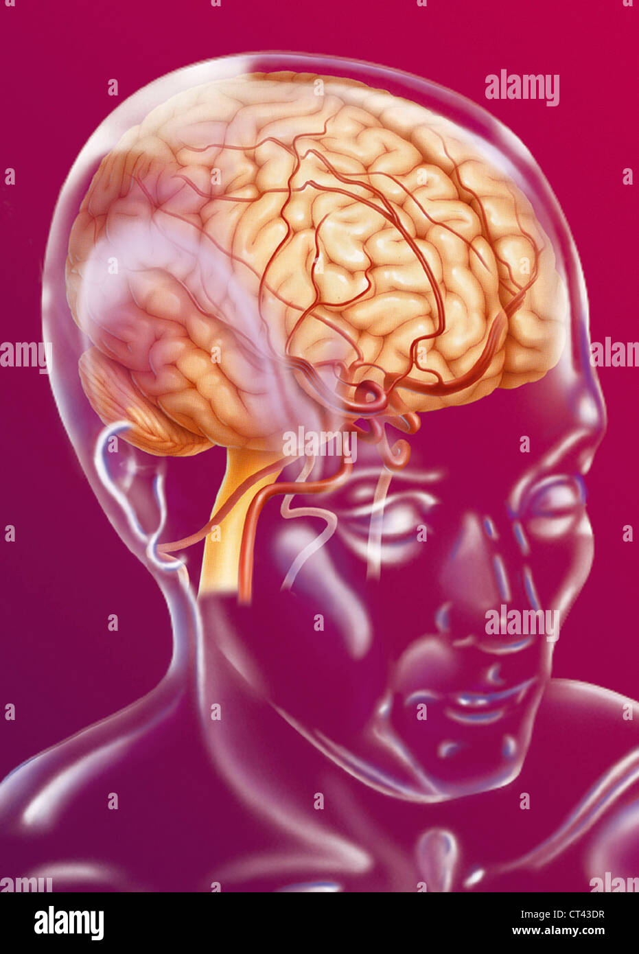 Hirnarterie, Illustration Stockfoto