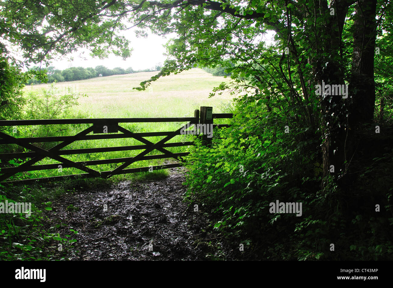 Ein Tor auf Kingcombe Wiesen DWT Reserve. Dorset, UK Stockfoto
