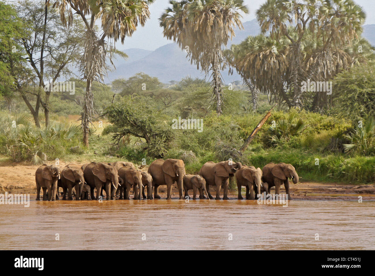 Herde von Elefanten trinken am (Uaso) Uaso Nyiro River, Samburu, Kenia Stockfoto