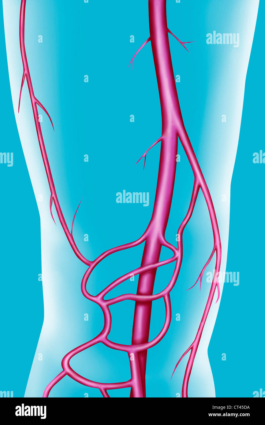 UNTERE GLIEDMAßEN SIE, DEN BLUTKREISLAUF Stockfoto