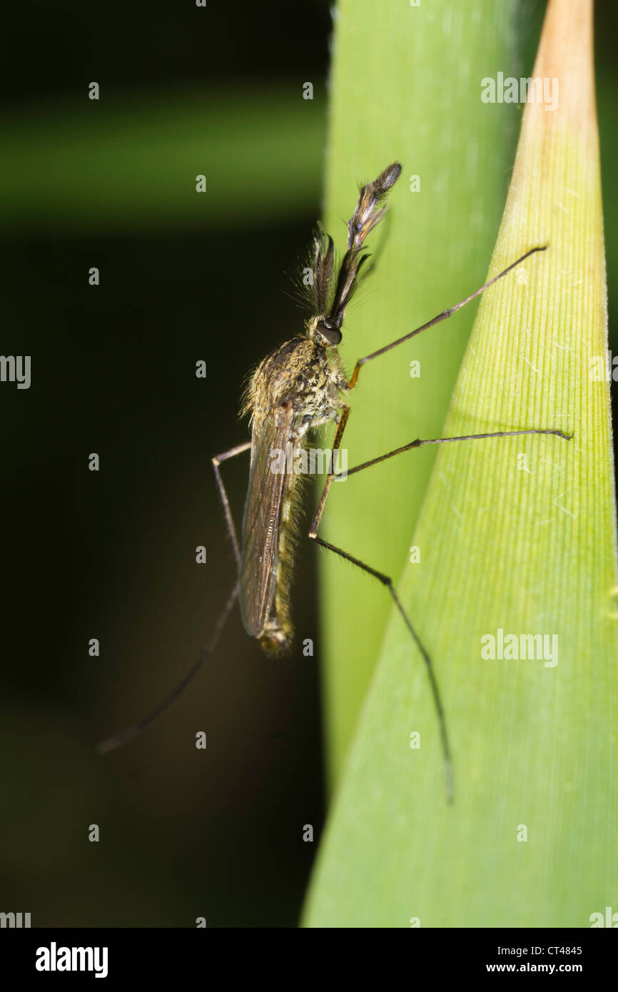 männliche Culex Pipiens Mücke ruht auf einem Grashalm Stockfoto