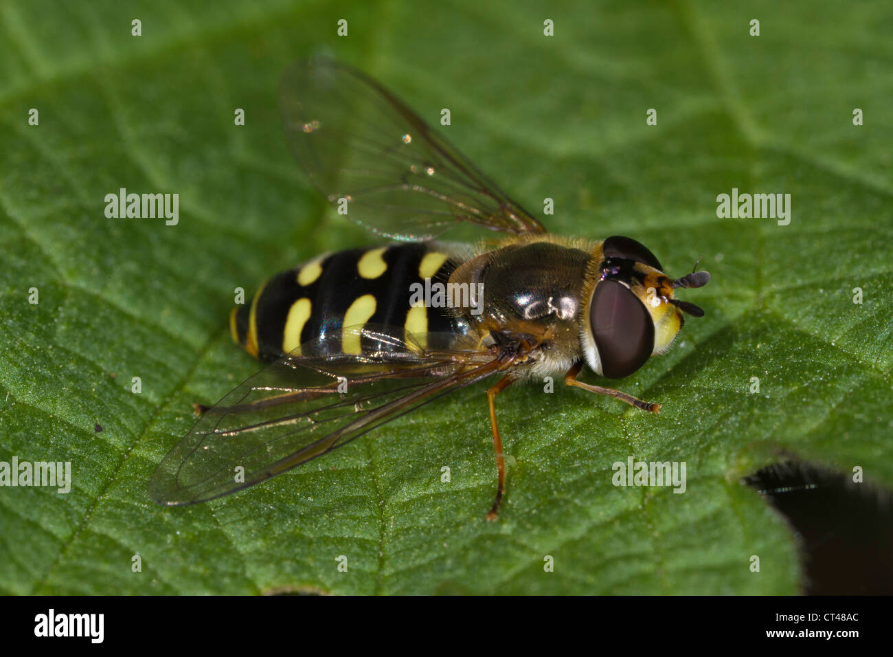 Scaeva Pyrastri Hoverfly ruht auf einem Blatt Stockfoto