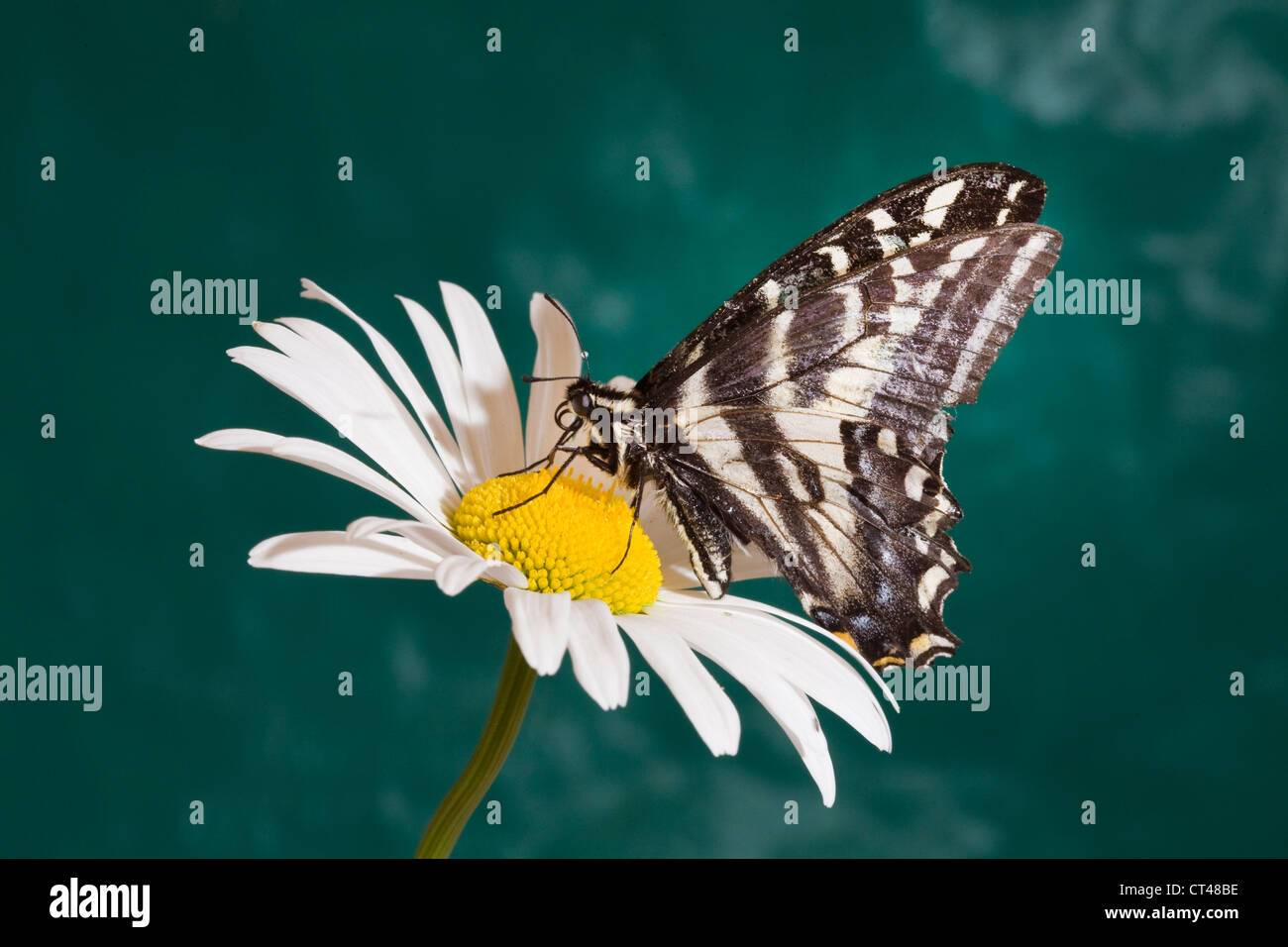 Einen schwarzen Schwalbenschwanz Schmetterling über den Boden auf ein weiße Gänseblümchen Stockfoto