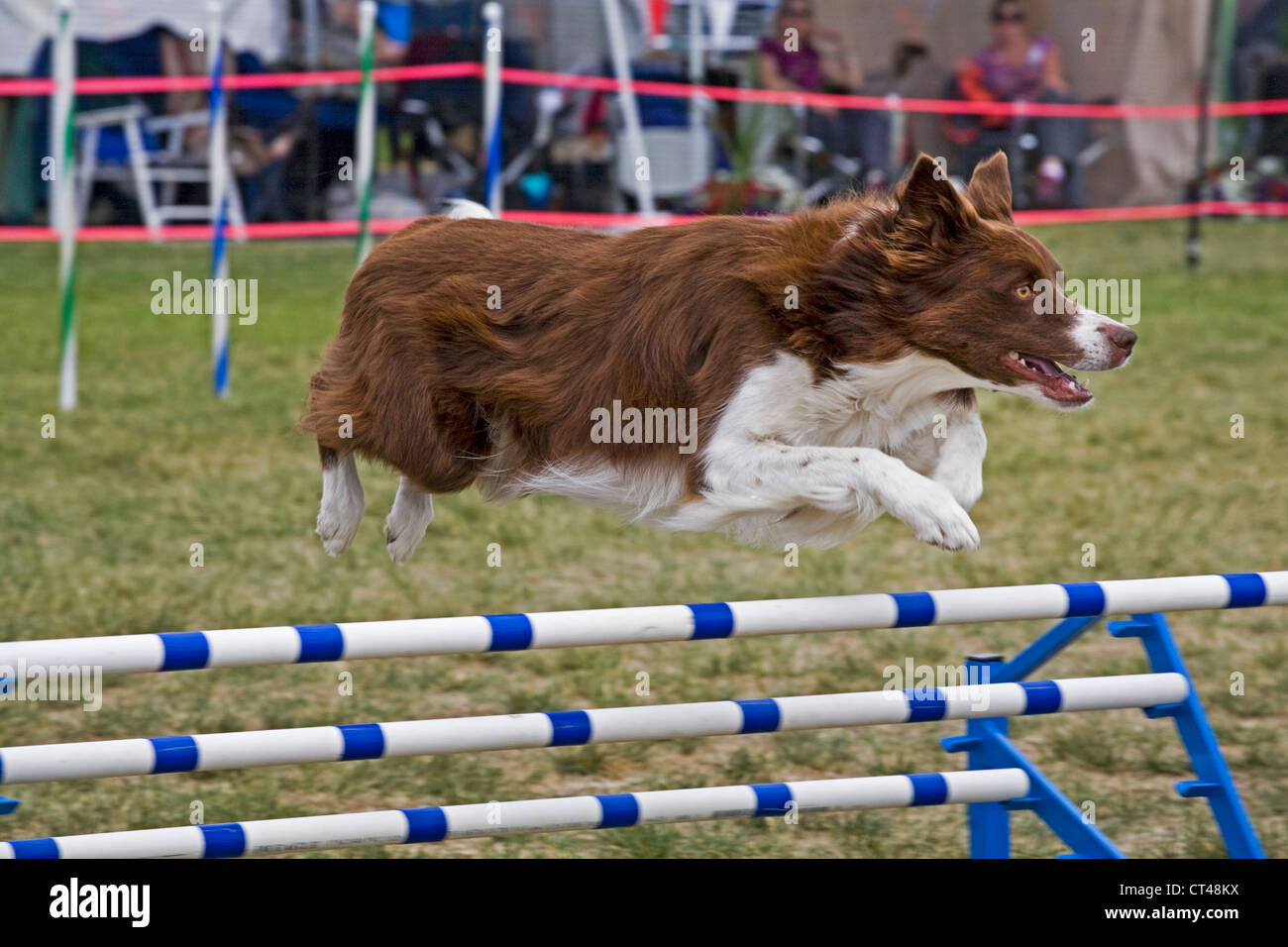 Ein Hütehund, geht über einen Sprung während der Agility-Veranstaltung eine AKC Hundeausstellung Stockfoto