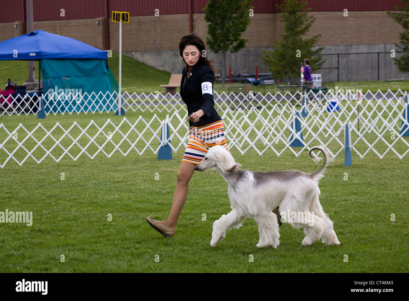 Frau zeigt ein Afghanischer Windhund auf einer AKC Hund zeigen Stockfoto