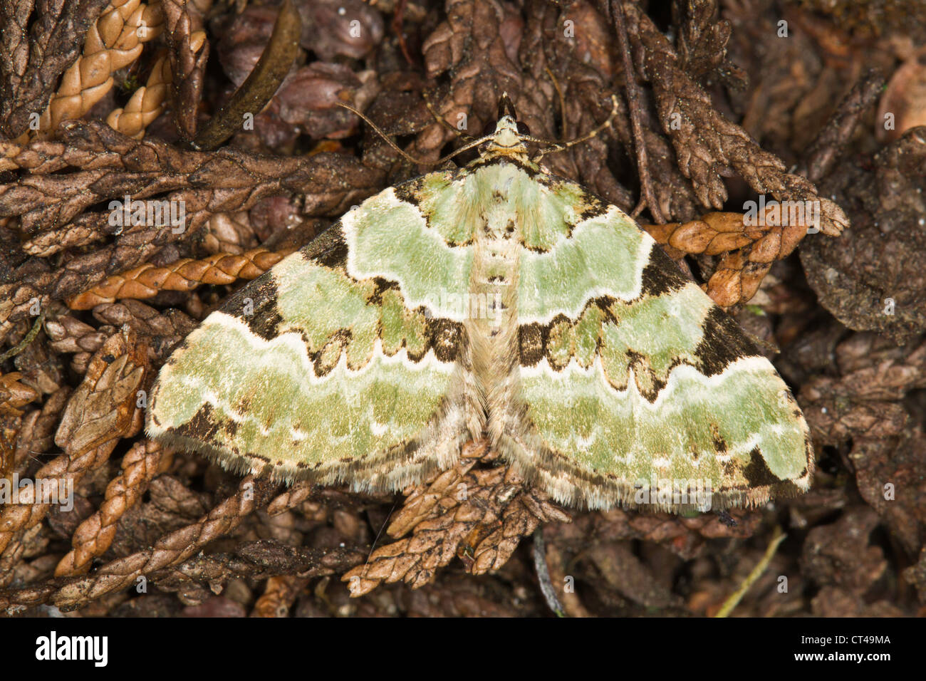Grünen Teppich (Colostygia Pectinataria) Stockfoto Grünen Teppich (Colostygia Pectinataria) Stockfoto