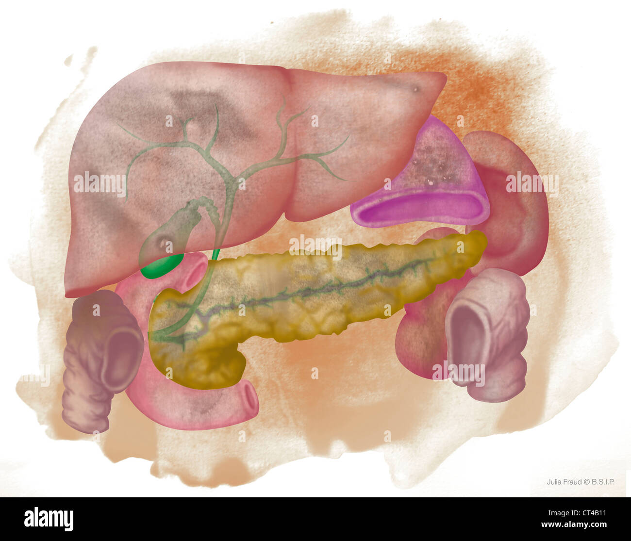 VERDAUUNGSSYSTEM, ILLUSTRATION Stockfoto