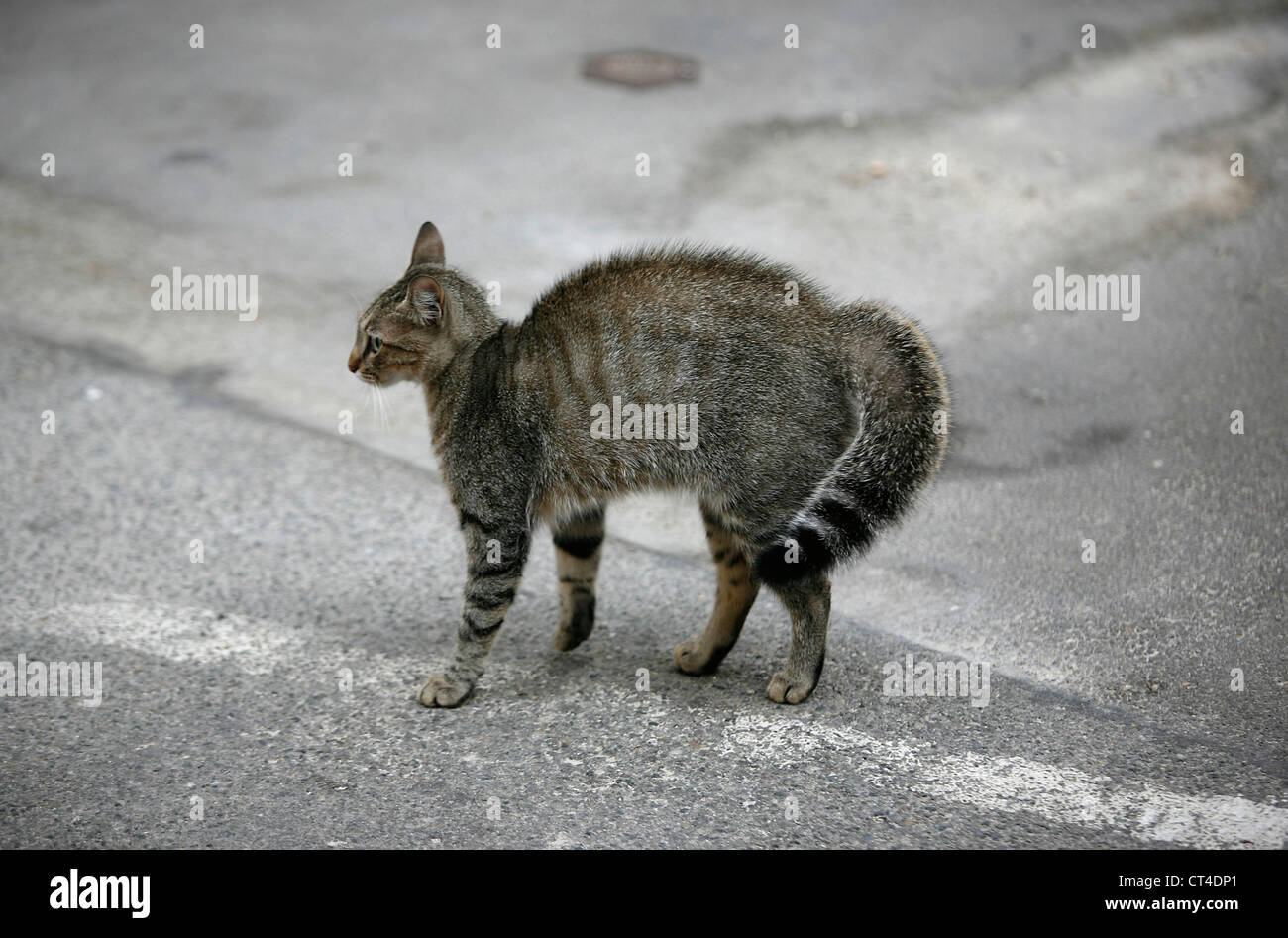 HAUSKATZE Stockfoto