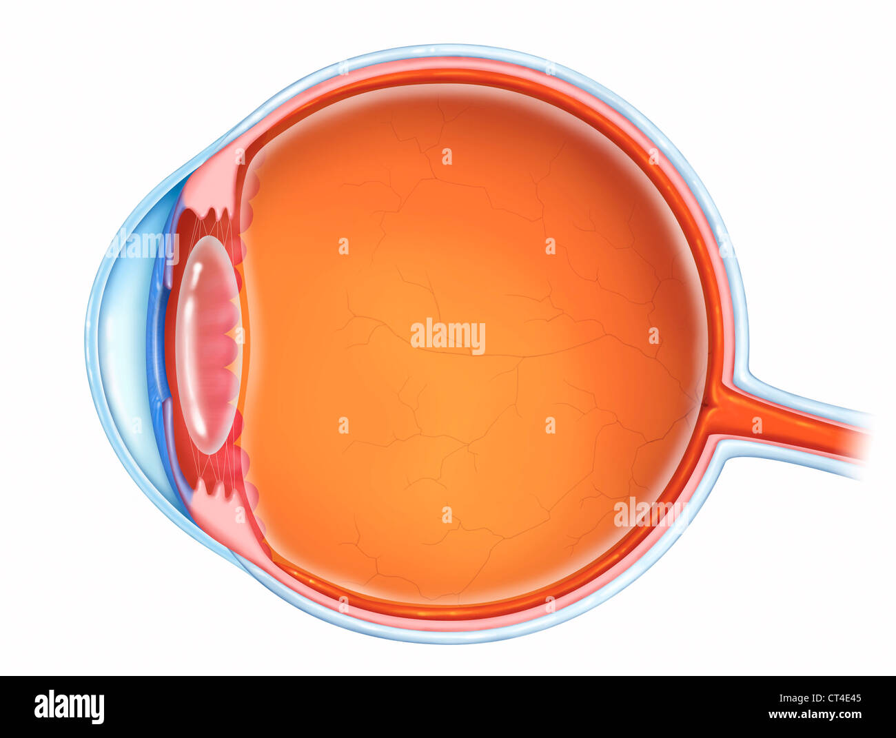 AUGE, ZEICHNUNG Stockfoto