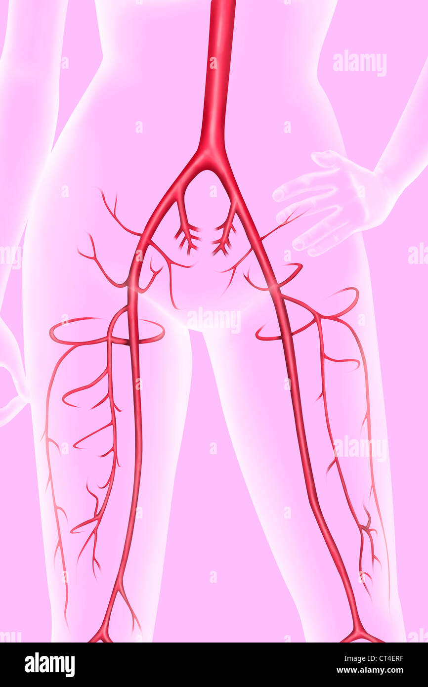 UNTERE GLIEDMAßEN SIE, DEN BLUTKREISLAUF Stockfoto