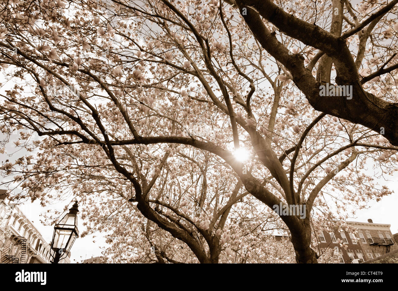 Bäume blühen im Frühjahr Stockfoto