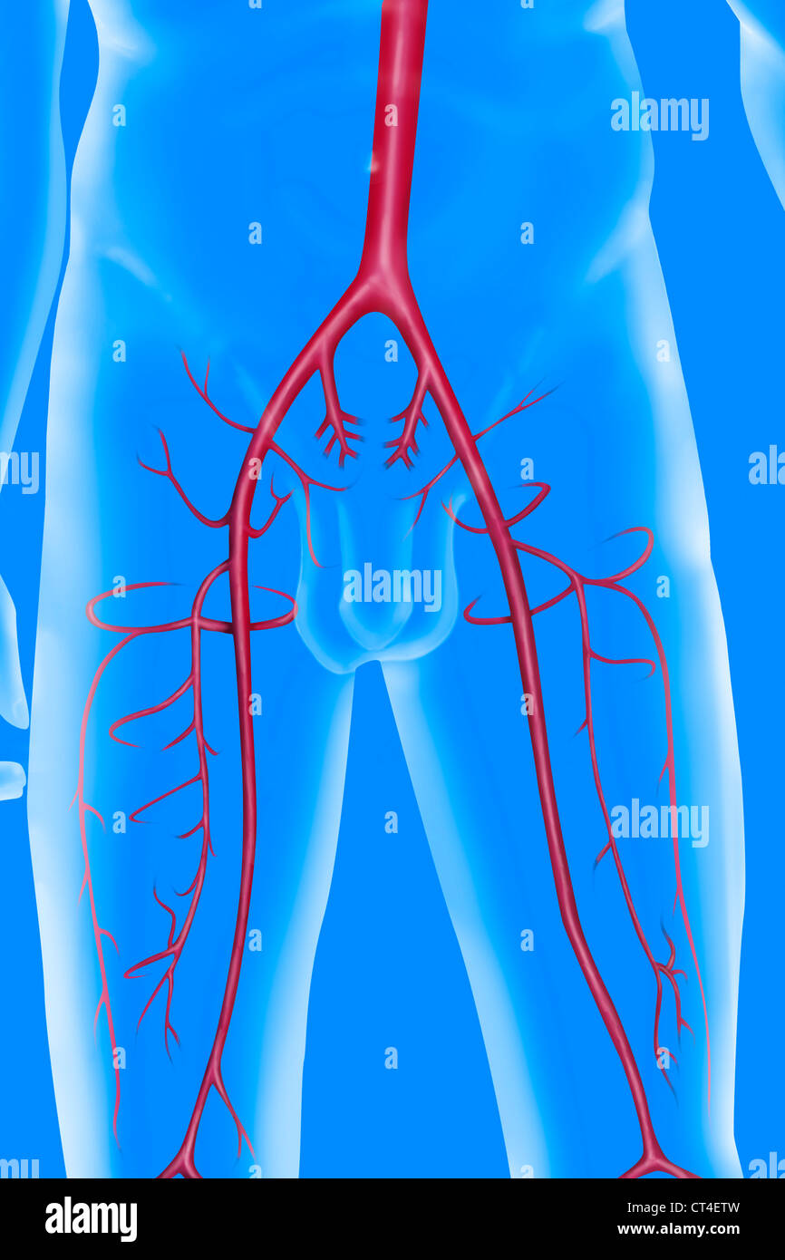 UNTERE GLIEDMAßEN SIE, DEN BLUTKREISLAUF Stockfoto