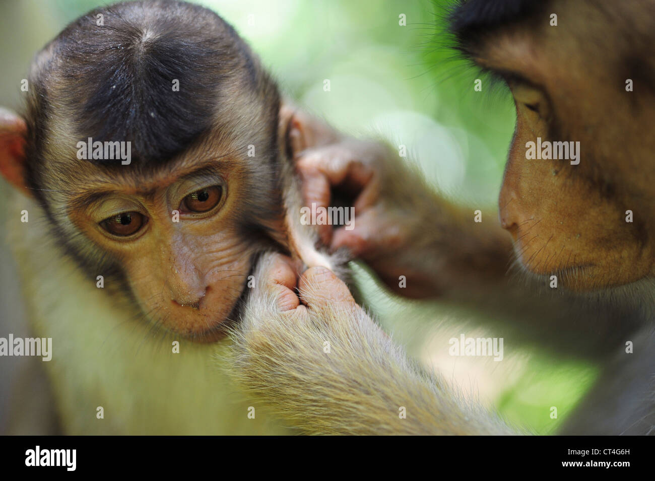 Malaysia, Borneo, Sepilok, südlichen Schwein-tailed Macaque (Macaca Nemestrina) Erwachsene Frau mit Baby im primären Regenwald lousing Stockfoto