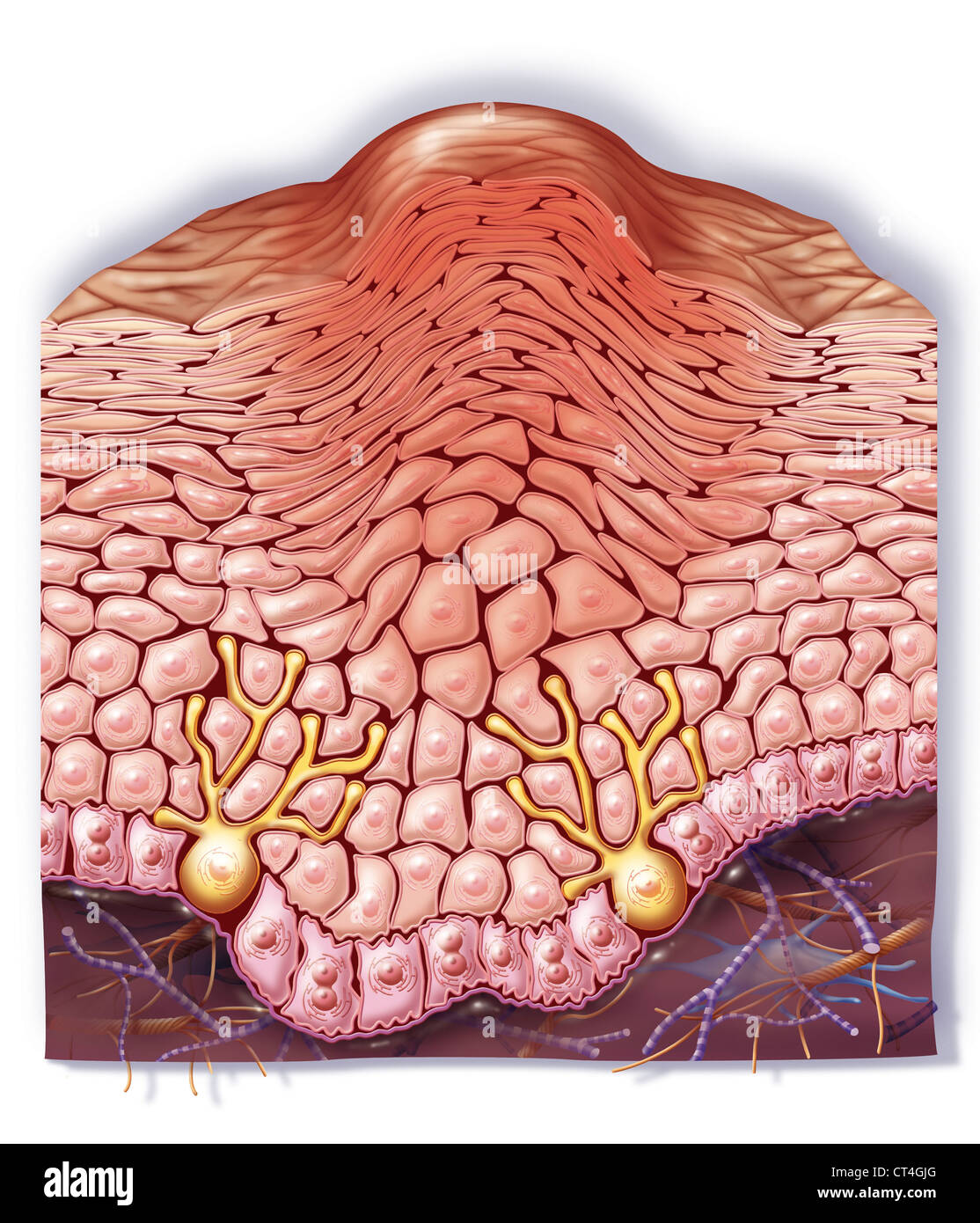 WARZE, ILLUSTRATION Stockfoto