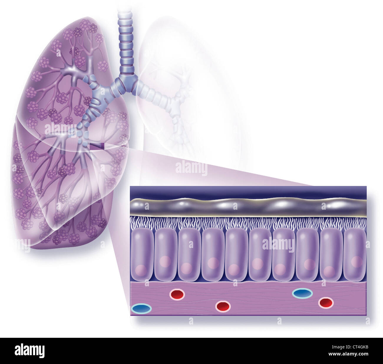 BRONCHIALE EPITHEL, ARTWORK Stockfoto