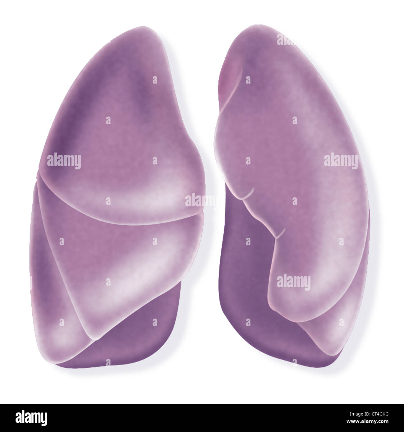 LUNGE, ZEICHNUNG Stockfoto